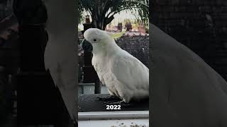 Native birds feeding on the window sills of my family apartment in Sydney Enjoy the memories [upl. by Dnaltiac]