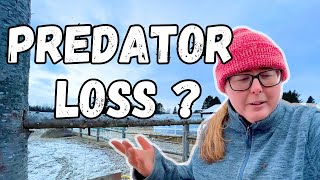 What about PREDATOR LOSS  VLOG [upl. by Aiksa]