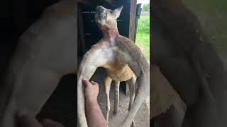 Huge Kangaroo With Insane Muscles [upl. by Elolcin]