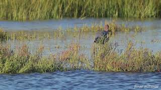 Reddish egret fishing at a saltmarshcatch and release [upl. by Llehsim]