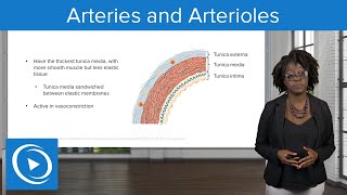 Arteries and Arterioles – Physiology  Lecturio Nursing [upl. by Elyad586]