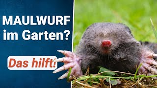 Maulwurf loswerden  Einfache Tipps wie Maulwürfe aus dem Garten vertreibst [upl. by Sheply632]