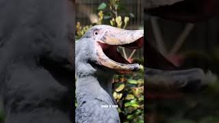 Shoebill Bird Part2 😱 sciencefacts facebookviral trendingreels viralreels foryou [upl. by Villada]