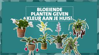 Intratuin  Bloeiende kamerplanten verzorgen  tip 4 [upl. by Carrew517]