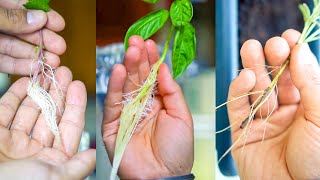 15 Plants You Can Grow from Cuttings [upl. by Oirromed]