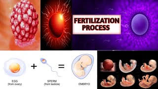 Fertilization Of Egg amp Sperm in Human  Fertilization Embryology Conception ExplainedImplantation [upl. by Readus]