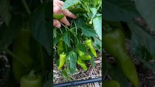 The Cubanelle Pepper Plant Is Loaded With Peppers shorts [upl. by Macomber553]