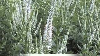 Veronicastrum virginicum Culvers Root [upl. by Candide]