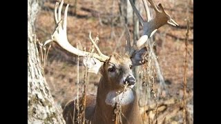 Kentucky Trophy Deer Hunting Video [upl. by Aksehcnarf]