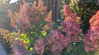 Panicle Hydrangeas with Stunning Early Fall Colour Fire Light amp Lavalamp Flare Hydrangeas [upl. by Eidnarb]