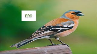 Common Chaffinch Call  Birds Sounds 2022 صوت طائر الصلونج [upl. by Gnel365]