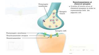 Neurotransmission at chemical synapses amp Excitory and inhibitory potentials [upl. by Airliah]