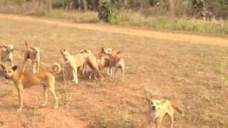 Onlooker gets attacked by wild dogs in Africa [upl. by Camilla]