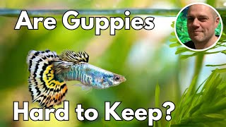 Are Guppies Hard To Keep HOW TO SET YOUR GUPPY TANK UP FOR SUCCESS [upl. by Omrelliug]