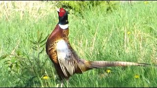 Common pheasant making a loud sound surrounded by dandelions in our garden [upl. by Amocat]