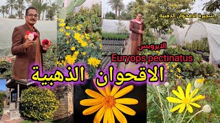 الاقحوان الذهبية شجيرة اوريوبس بكتيناتوس Euryops جميلة جاذبة للنحل والفراشات متوفرة بالمشاتل [upl. by Gent]