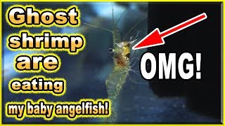 Ghost shrimp are eating my baby angelfish ALIVE [upl. by Anal]