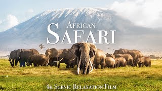 African Safari 4K  Scenic Wildlife Film With African Music [upl. by Hurless]