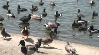 Feeding the ducks at Lincoln Park LA California [upl. by Nonnah]