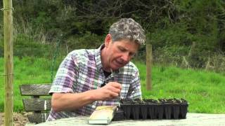 Growing Chickpeas  How to sow and grow Chickpeas [upl. by Milinda]