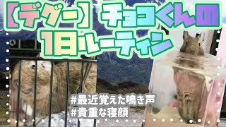 【デグー】１日密着‼️朝から夜まで可愛いルーティン全部見せます👀小動物 [upl. by Jannel602]