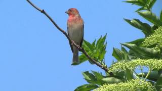 Roodmus  Carpodacus erythrinus [upl. by Wesa]