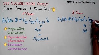 Cucurbitaceae Family  Gourd Family  Floral Formula and Floral Diagram of Cucurbitaceae [upl. by Maidie268]