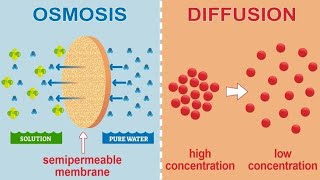 Osmosis and tonicityphysiology [upl. by Jania599]