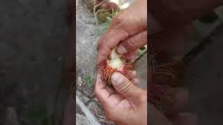 Nephelium lappaceum  RAMBUTAN [upl. by Manley]