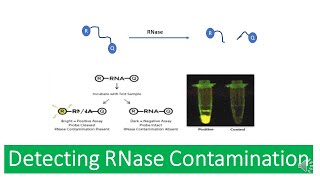 Ribonuclease RNAse  Properties of RNases RNAse Contamination and Detecting RNase Contamination [upl. by Froh220]