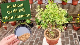 How to grow amp care night queen jasmine plant ऐसे खिलाते हैं नर्सरी वाले रात की रानी से ज्यादा फूल [upl. by Adnerol]