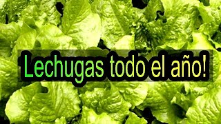 Cultivo de Lechugas  CUIDADOS y el PASO A PASO para sembrar LECHUGA con ÉXITO [upl. by Lletnuahs]