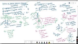 POSITION OF GYNOECIUM ON THALAMUS [upl. by Villada]