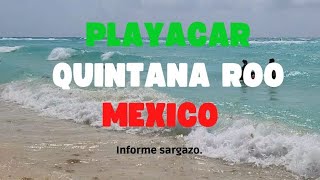 PLAYACAR HOY 16 MAYO 2024 Estado de sus Playas beach sargazo travelphotography trip playacar [upl. by Ogirdor]