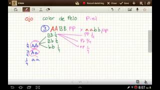 Alternativa de cuadro de Punnett Gregor Mendel Genetica [upl. by Herr]