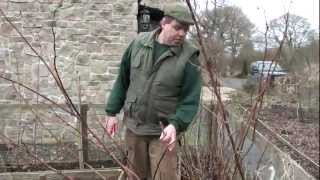 Pruning Raspberries [upl. by Haseena]