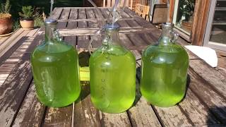 Micro Algae for Biodiesel [upl. by Pacifa]