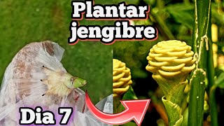 PLANTA Asi tu JENGIBRE en MACETAS de Casa Cultivar y Cuidados del jengibre Truco de jardinería [upl. by Ennaecarg]