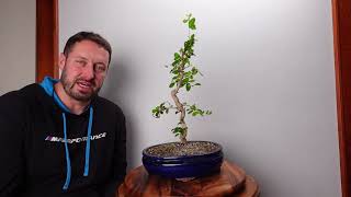 Quick cut on the Fukien Tea Bonsai tree [upl. by Nosiddam]