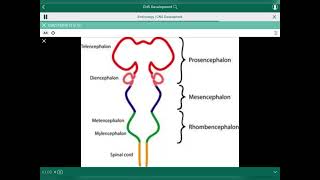 CNS Development  تطوير الجهاز العصبي المركزي [upl. by Balling5]