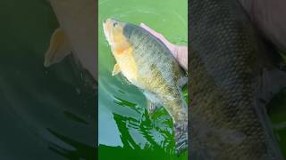 Lake Simcoe Adventures fishingvideos lakesimcoe [upl. by Sy]