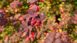 ThunbergBerberitze Berberis thunbergii im Herbst [upl. by Eizzo]