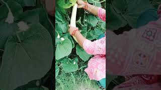 season ki best vegetable organicgarden organic plants harvest [upl. by Niliram]