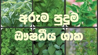 ඔබ නොදත් අරුම පුදුම ගුණ දෙන ඖෂධීය ශාක 15 ක් [upl. by Yeneffit]