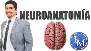 Introducción a la Neuroanatomía [upl. by Ahtivak]