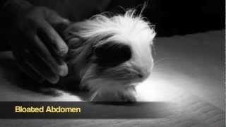 Urinary Tract Infection in Guinea Pig [upl. by Beach]