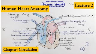 human heart Structure and Function  Chapter Circulation Video  2 [upl. by Dry]