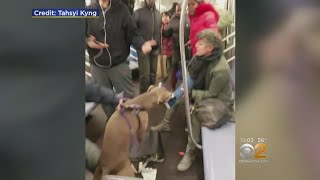 Dog Attacks Woman On Subway [upl. by Dalpe]