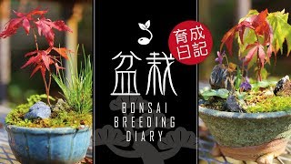 【ほぼ日盆栽育成日記 616】Bonsai breeding diary 初心者 bonsai trees for beginners ヒーリング healing リラックス Relaxing [upl. by Lucina461]