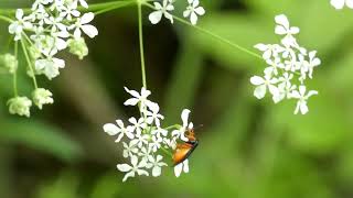 Sawfly Visits Cow Parsley Flowers for Nectar [upl. by Eittol]